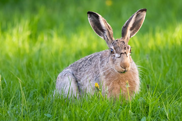 cute rabbit (jackrabbit/hare) sitting in grass surrounded by daisy flowers in sunlight
