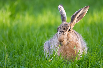 cute rabbit (jackrabbit/hare) sitting in grass surrounded by daisy flowers in sunlight