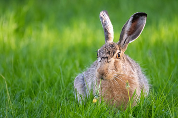 cute rabbit (jackrabbit/hare) sitting in grass surrounded by daisy flowers in sunlight