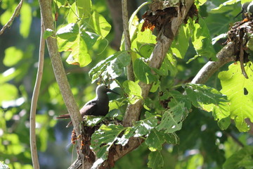 lesser noddy