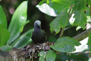 lesser noddy
