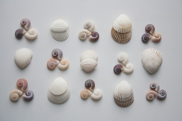 Spiral and scallop seashells pattern isolated on white background from a high angle view