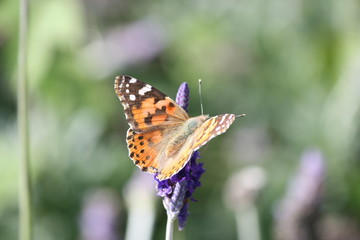 Painted Lady butterfly