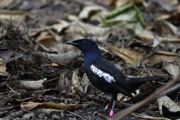 seychelles magpie robin