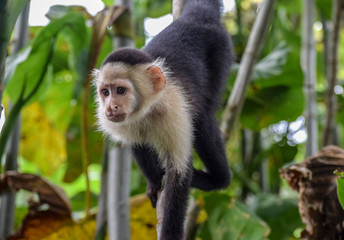 White-faced Capuchin