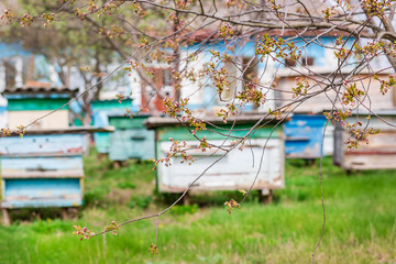 A group of swarm of bees on an old wooden beehive in a farm garden. Apiary, swarm, sheltered from the wind and with a good stay.