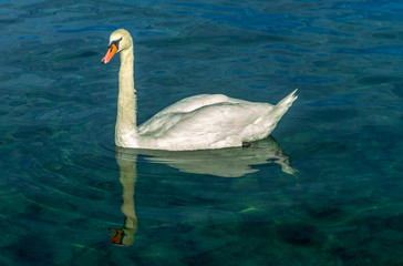 white swan on lake