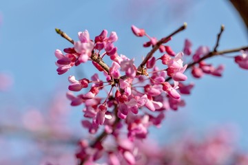 Chinese redbud shrub against blue sky