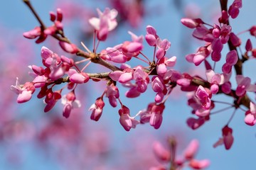 Chinese redbud shrub against blue sky