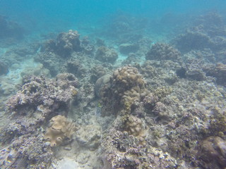 Obraz na płótnie Canvas seychelles snorkeling