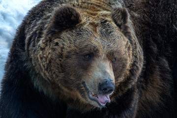 brown bear sitting on white snow