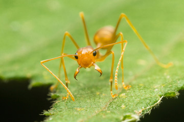 Red Ant or Green Tree Ant on the green leaf,closed up, macro
