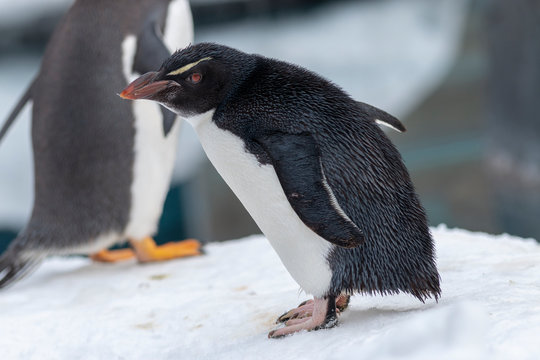 the Rockhopper penguin in white snow background