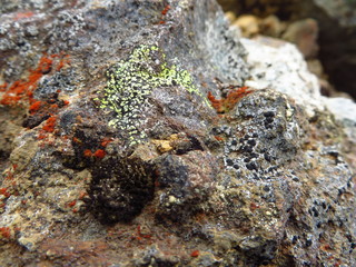 Moss Makro