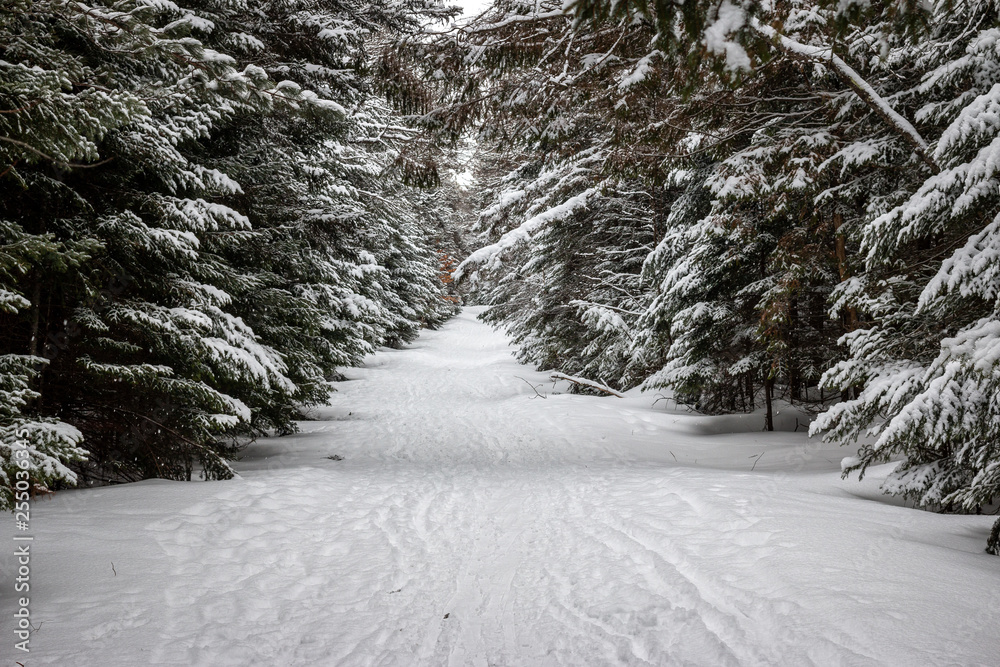 Wall mural A snowy tunnel ski trail in the Adirondack Mountains. 