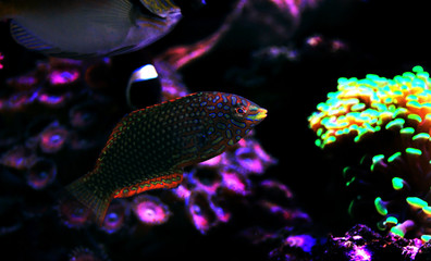 Ornate Leopard wrasse fish in coral reef aquarium tank