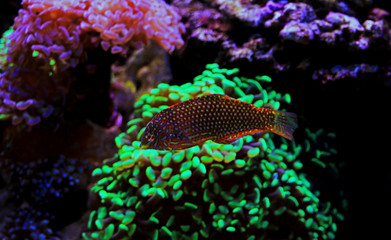 Ornate Leopard wrasse fish in coral reef aquarium tank