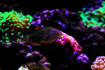 Ornate Leopard wrasse fish in coral reef aquarium tank
