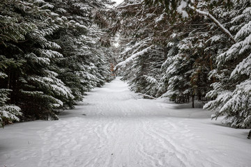 A snowy tunnel ski trail in the Adirondack Mountains.  - 255036345
