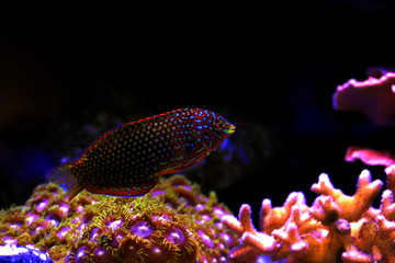 Ornate Leopard wrasse fish in coral reef aquarium tank