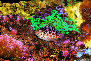Pixy/Spotted Hawkfish - Cirrhitichthys oxycephalus