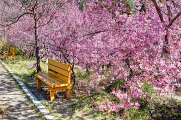 Pink cherry blossoms in Taichung, Taiwan