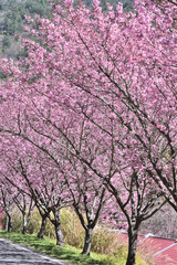 Pink cherry blossoms in Taichung, Taiwan