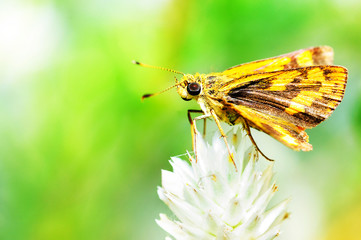 butterfly on white flower