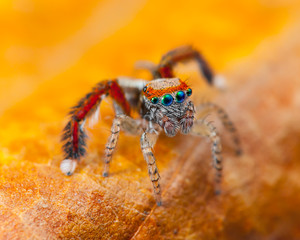 Beautiful close-up of a (Saitis barbipes) Jumping spider.