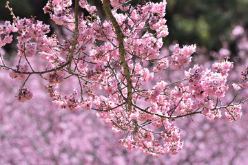 Pink cherry blossoms in Taichung, Taiwan