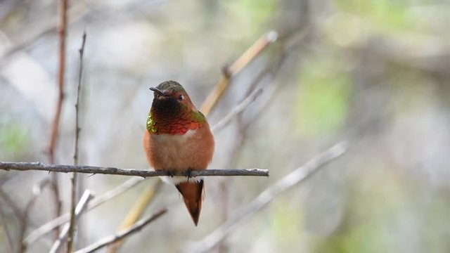 HD video one male Allen's Hummingbird perched on a branch.  Common only in the brushy woods, gardens, and meadows of coastal CA from Santa Barbara north, and southern coastal Oregon.