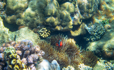 Nemo fish in corals. Coral reef underwater photo. Clownfish in anemone. Tropical seashore snorkeling or diving