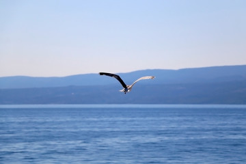 Fototapeta na wymiar Seagull flying above the sea. Beautiful landscape in Croatia.