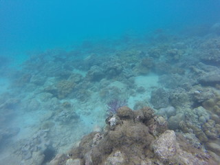 Fototapeta na wymiar seychelles coral