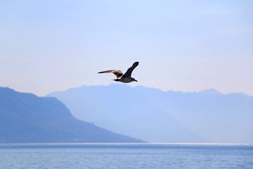 Fototapeta na wymiar Seagull flying above the sea. Beautiful landscape in Croatia.