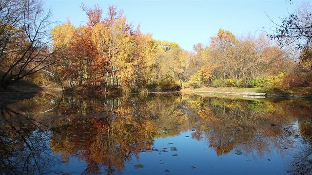 Autumn pond still background with yellow trees and fallen leaves