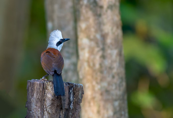 White-crested Laughingthrush on branch in nature.