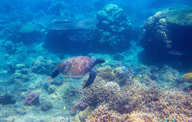 Naklejka na ściany i meble Green turtle in corals undersea photo. Sea turtle underwater closeup. Oceanic animal in wild nature
