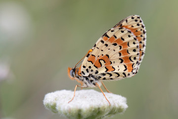 butterfly on a flower