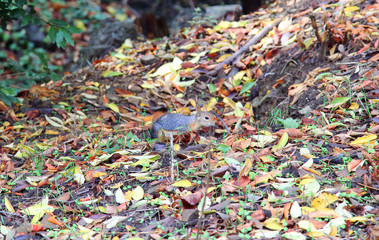 Squirrel at the city park