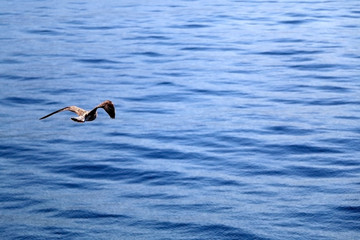 Seagull flying above the sea. Beautiful landscape in Croatia.