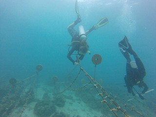 coral restoration