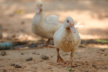two ducks on the farm