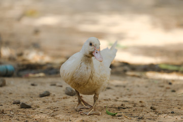 chicken in the grass