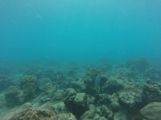 Fototapeta na wymiar batfish