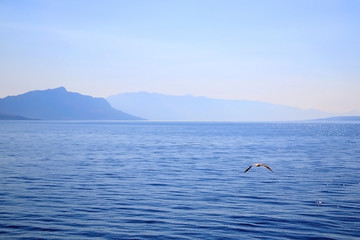 Seagull flying above the sea. Beautiful landscape in Croatia.