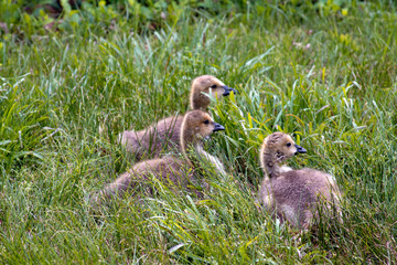 Wild Gray Baby Ducks With Black Beaks Alone in the Grass