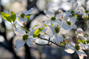White Dogwood Tree Flowers Among the Shadows