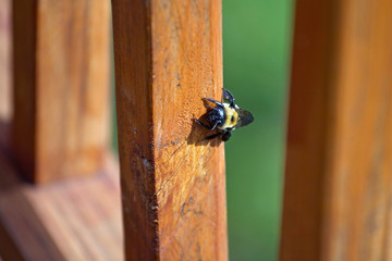 Female Carpenter Bee Digging Her Nest in a Wood Deck