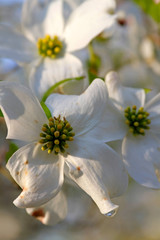 Fototapeta na wymiar Close Up of White Dogwood Tree Flowers in Springtime